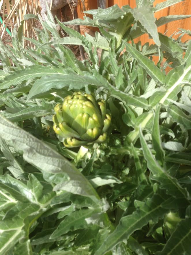 artichoke1