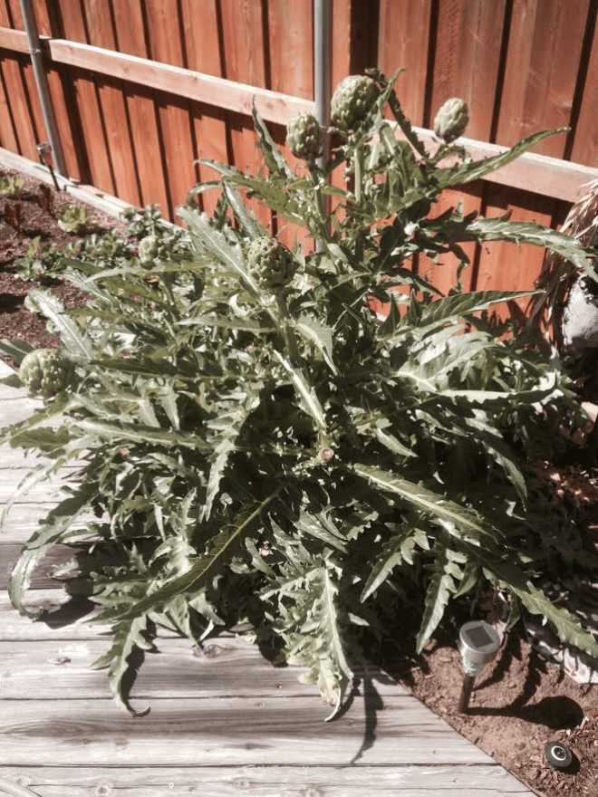 artichoke4