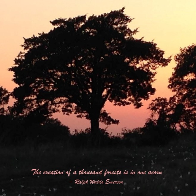 karensunsettreequote