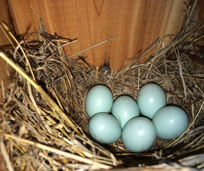 bluebirdeggs
