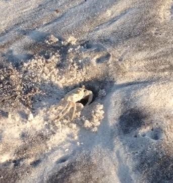 sandcrab